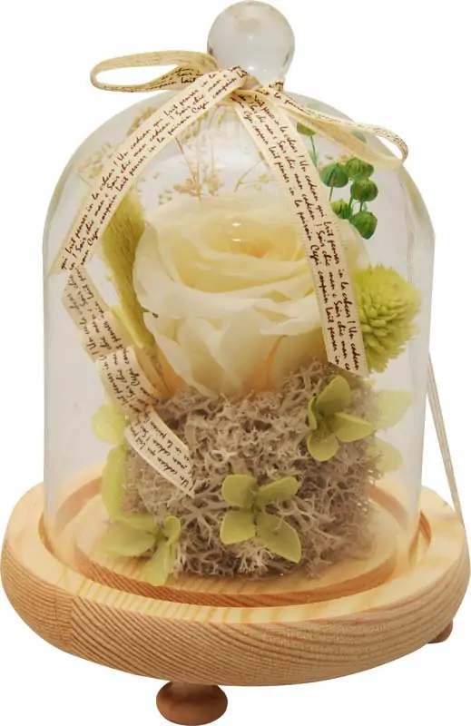 Šopek vrtnic bel, prepariran, v steklenem valju, 15x15x18cm
