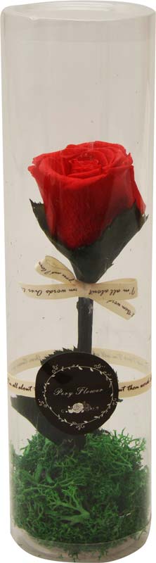 Vrtnica rdeča preparirana v dekorativni PVC embalaži 6x22cm