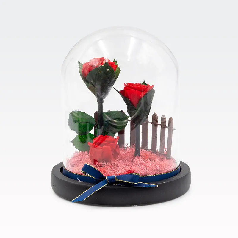 Vrtnice preparirane v steklenem valju, rdeče, 14x17cm