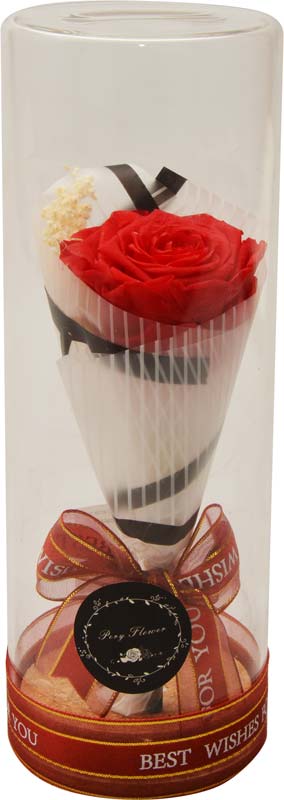 Vrtnica rdeča preparirana v dekorativni PVC embalaži, LED 9x9x24cm
