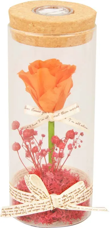 Vrtnica roza s cvetjem preparirana v steklu, LED 7x7x17cm