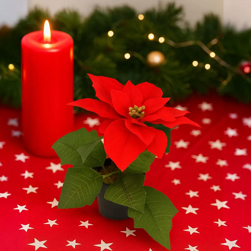 Roža božična zvezda v lončku, rdeča, 19cm