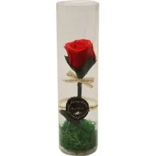 Vrtnica rdeča preparirana v dekorativni PVC embalaži 6x22cm