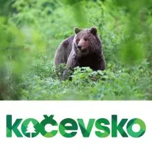 Spoznavanje in opazovanje medveda za 1 osebo, Zavod Kočevsko, TIC Kočevska Reka, Kočevska Reka (Vrednostni bon, izvajalec storitev: ZAVOD KOČEVSKO)