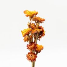Dekorativni šopek suhega cvetja, 75cm