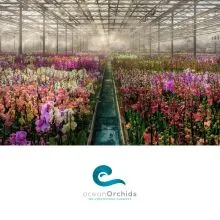 Vrednosti bon v vrednosti 20€, Tropski vrt Ocean Orchids, Dobrovnik (Vrednostni bon, izvajalec storitev: Ocean Orchids d.o.o.)