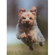 Slika 3D, Yorkshire Terrier, 3Ox4Ocm