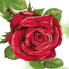 Papirnate serviete, rdeča vrtnica, 33x33cm, 20kos.