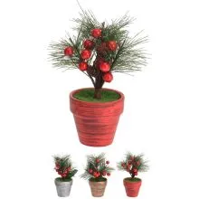 Božična roža v lončku, 15cm, sort.