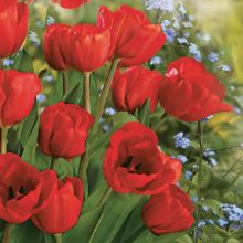 Papirnate serviete, rdeči tulipani, 33x33cm, 20kom