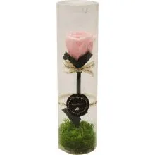Vrtnica roza preparirana v PVC dekorativni embalaži 6x22cm
