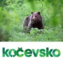 Spoznavanje in opazovanje medveda za 1 osebo, Zavod Kocevsko, TIC Kocevska Reka, Kocevska Reka (Vrednostni bon, izvajalec storitev: ZAVOD KOCEVSKO)