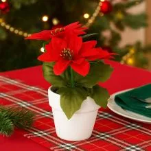 Roža božična zvezda v lončku, rdeča, 16cm