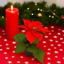 Roža božična zvezda v lončku, rdeča, 19cm