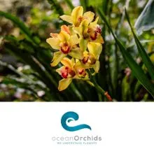 Vrednosti bon v vrednosti 20€, Tropski vrt Ocean Orchids, Dobrovnik (Vrednostni bon, izvajalec storitev: Ocean Orchids d.o.o.)