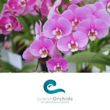 Vrednostni bon v vrednosti 50€, Tropski vrt Ocean Orchids, Dobrovnik (Vrednostni bon, izvajalec storitev: Ocean Orchids d.o.o.)