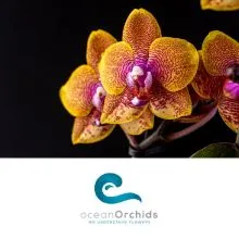 Vstopnica za dve odrasli osebi v tropski vrt Ocean Orchids, Tropski vrt Ocean Orchids, Dobrovnik (Vrednostni bon, izvajalec storitev: Ocean Orchids d.o.o.)