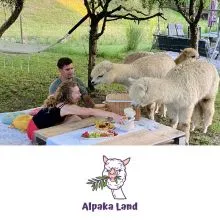Druženje z alpakami za dve osebi, Zavod Alpaka Land, Slovenj Gradec (Vrednostni bon, izvajalec storitev: Zavod Alpaka Land, so.p.)