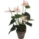 Dekorativna lončnica Anthurium, roza, umetno cvetje v lončku, 38cm