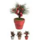 Božična roža v lončku, 15cm, sort.