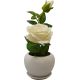 Vrtnica krem v cvetličnem lončku kartonska embalaža 29,5cm