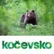 Spoznavanje in opazovanje medveda za 1 osebo, Zavod Kočevsko, TIC Kočevska Reka, Kočevska Reka (Vrednostni bon, izvajalec storitev: ZAVOD KOČEVSKO)