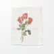 Vrečka darilna, 32x26x12 cm, vrtnica, bela, sort