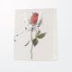 Vrečka darilna, 32x26x12 cm, vrtnica, bela, sort