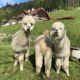 Druženje z alpakami za dve osebi, Zavod Alpaka Land, Slovenj Gradec (Vrednostni bon, izvajalec storitev: Zavod Alpaka Land, so.p.)